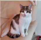 Miss Mimi - liebevolle Katzenmama möchte endlich ein liebevolles Zuhause finden